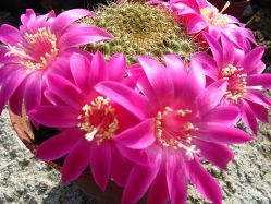 Mammamilaria